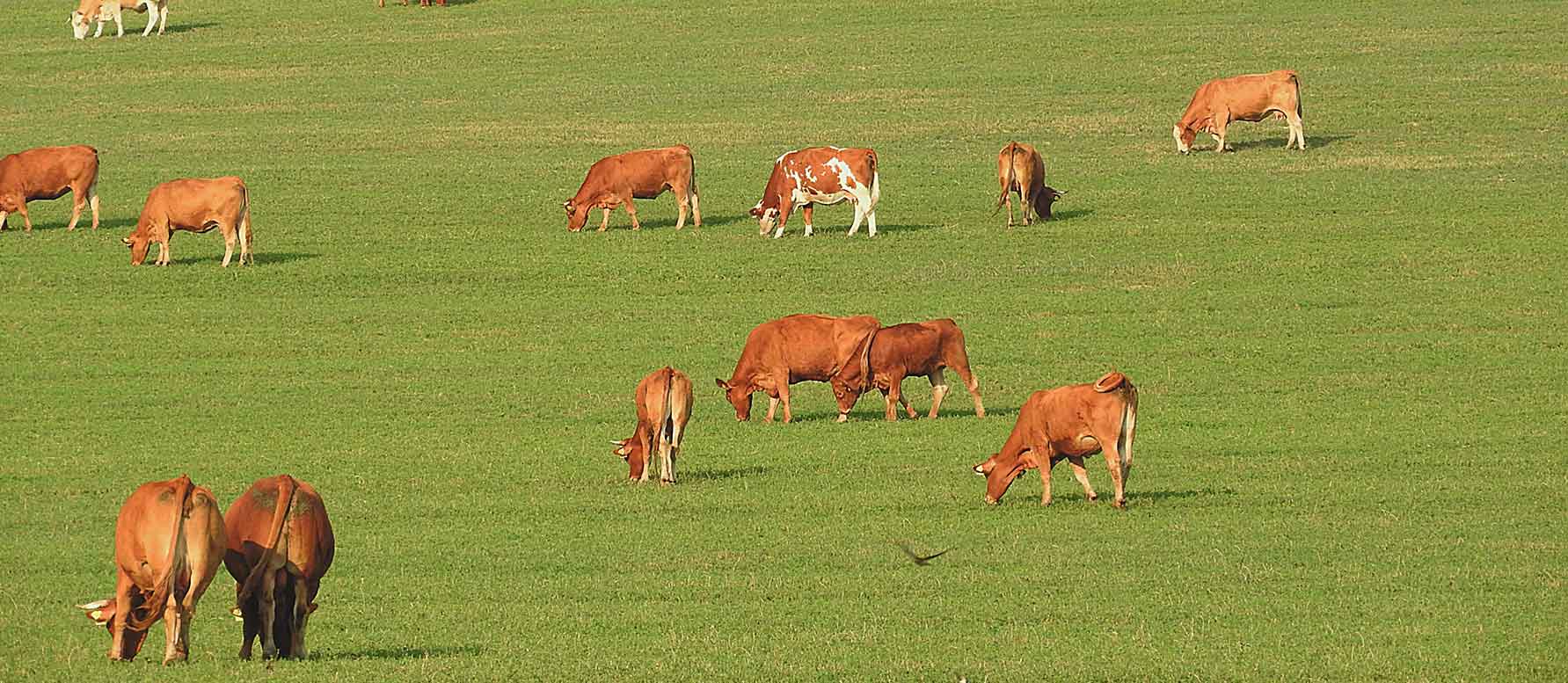 grazing cows